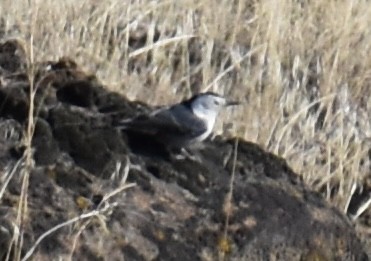 White-breasted Nuthatch - ML610571865