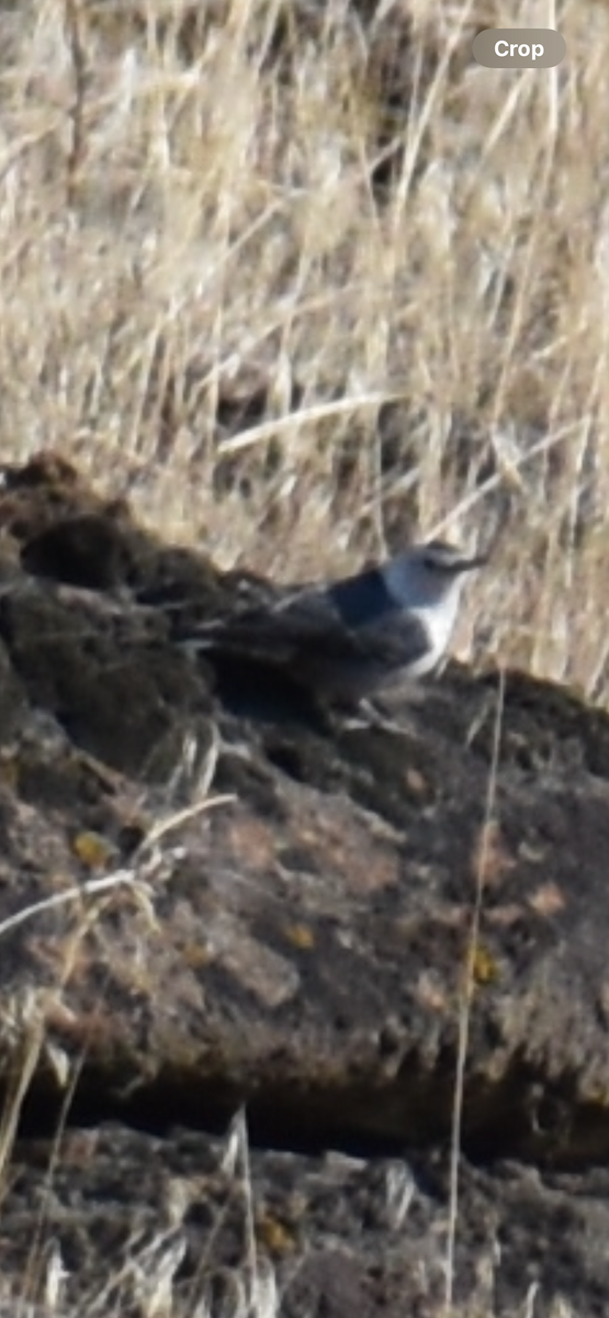 White-breasted Nuthatch - ML610571866