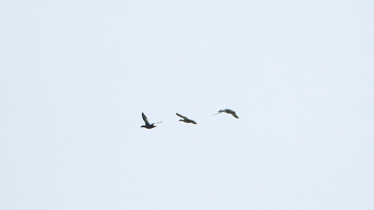 White-winged Scoter - ML610571925