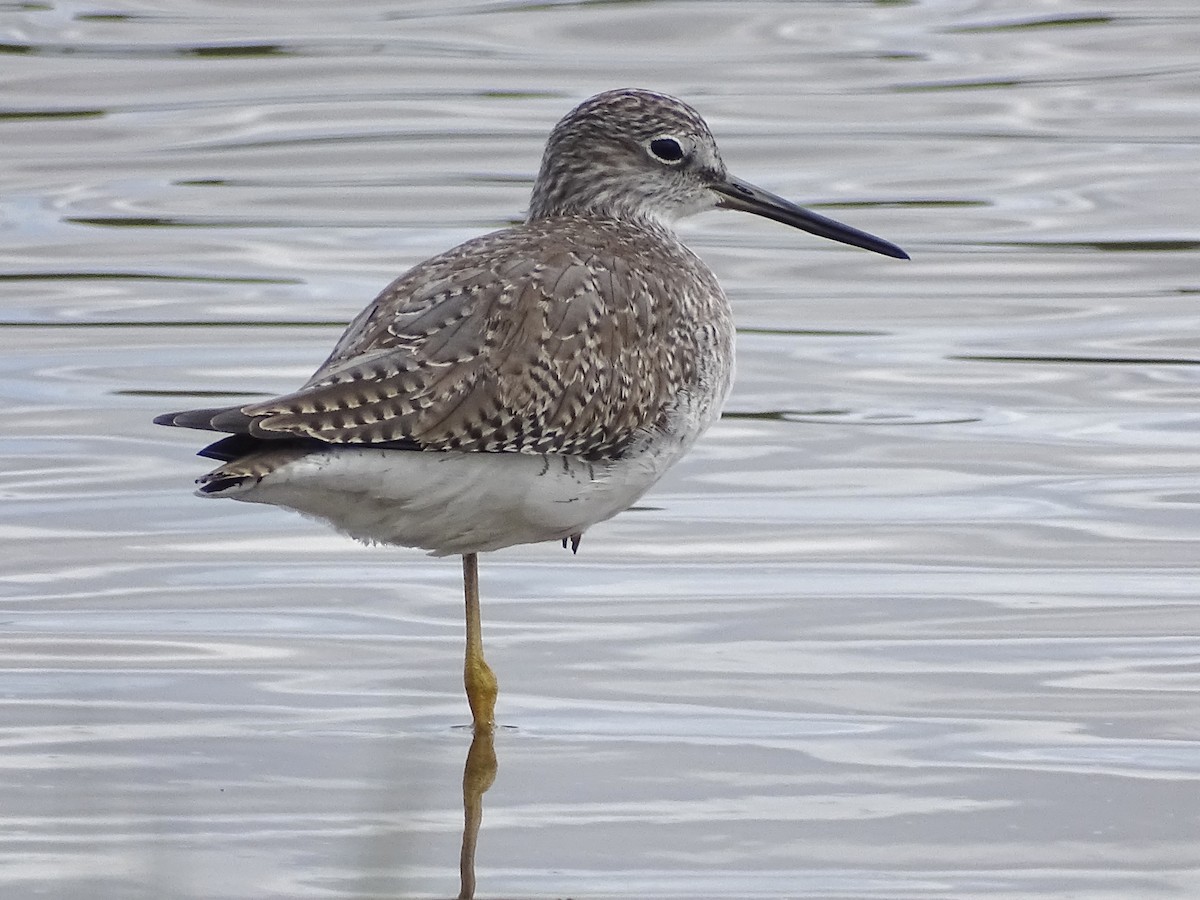 Greater Yellowlegs - ML610571955