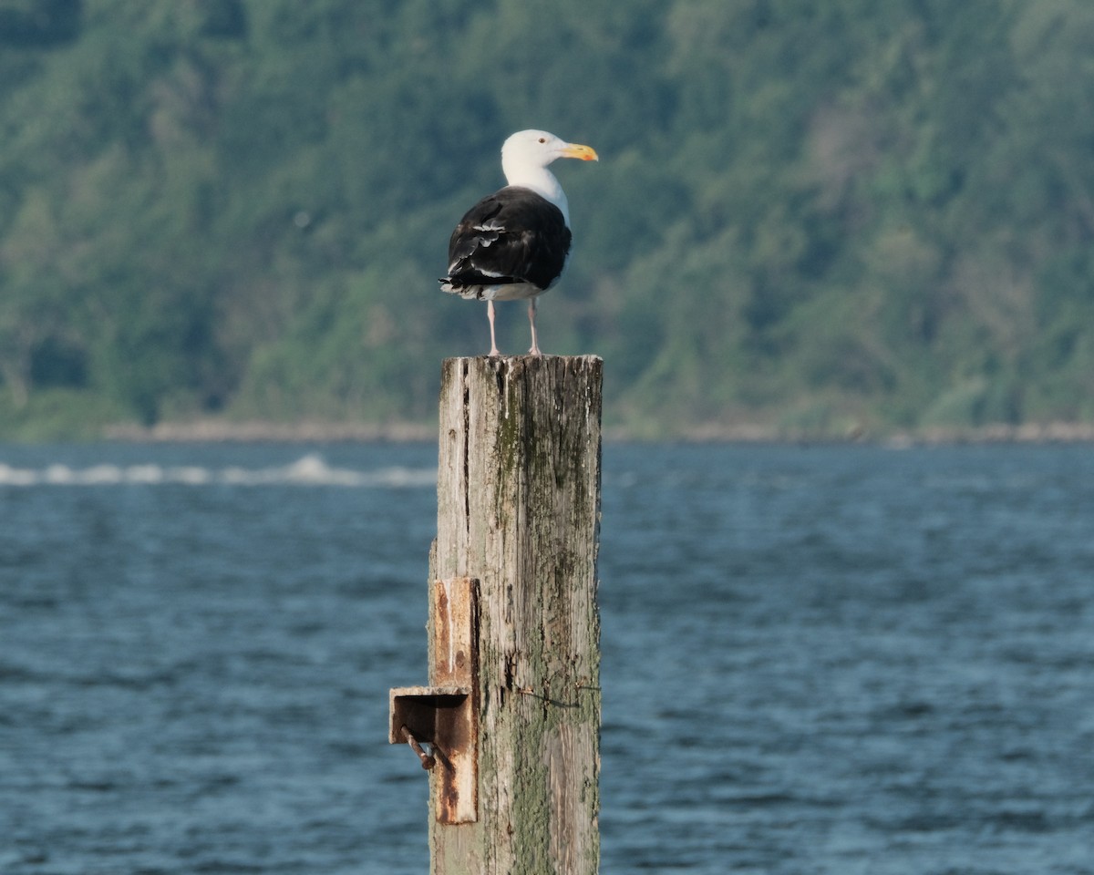 Great Black-backed Gull - ML610571965