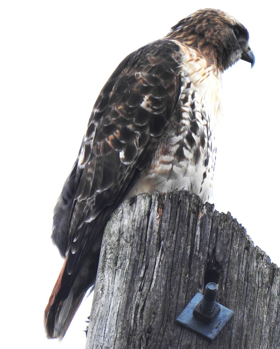 Red-tailed Hawk - ML610571971