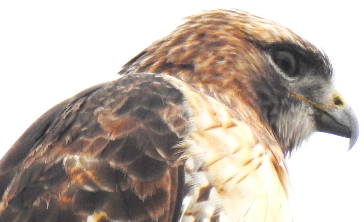 Red-tailed Hawk - ML610571972