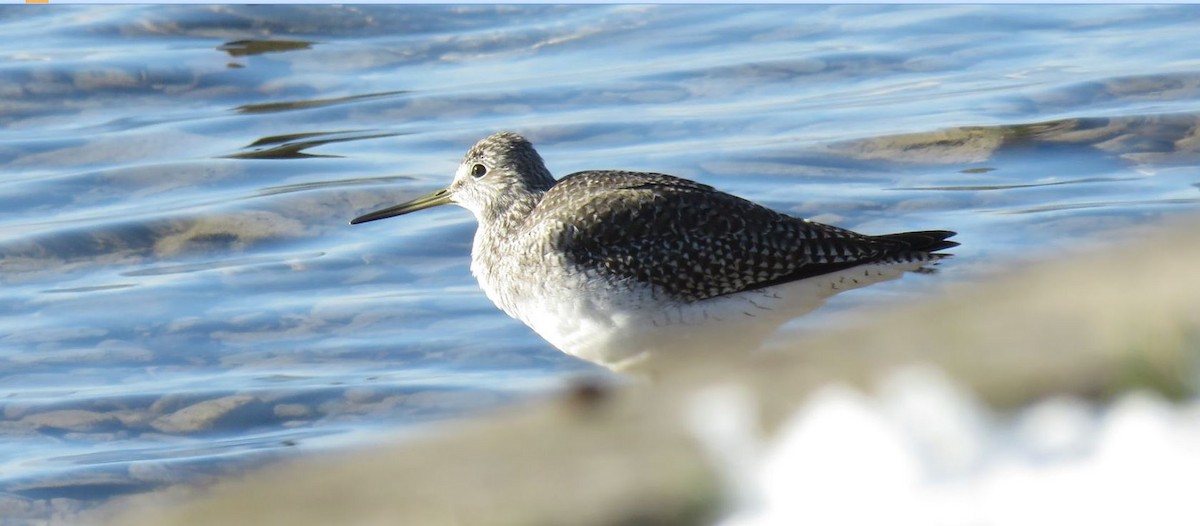 Greater Yellowlegs - ML610571983