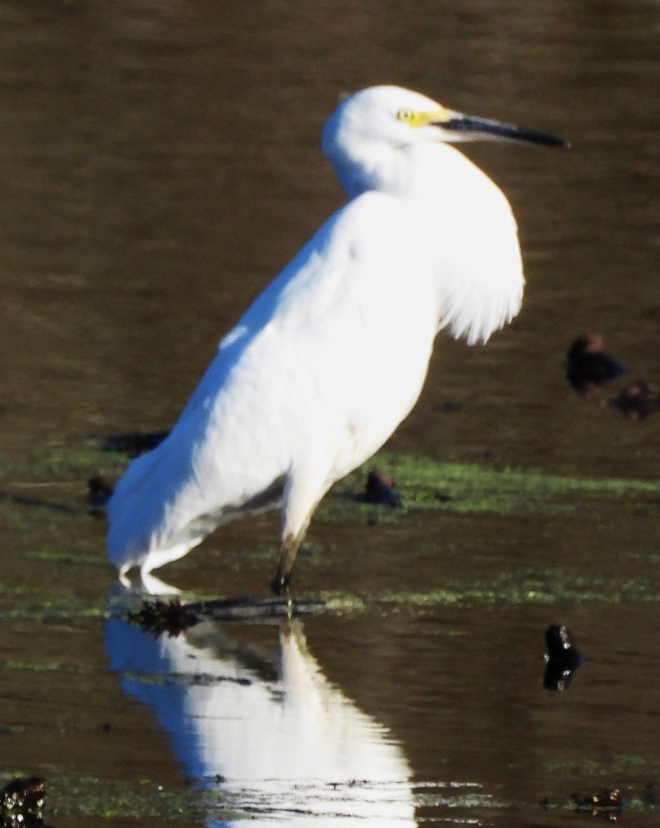 Snowy Egret - Eric Haskell