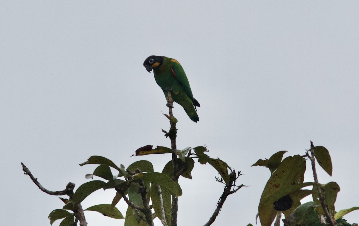 Orange-cheeked Parrot - ML610572046