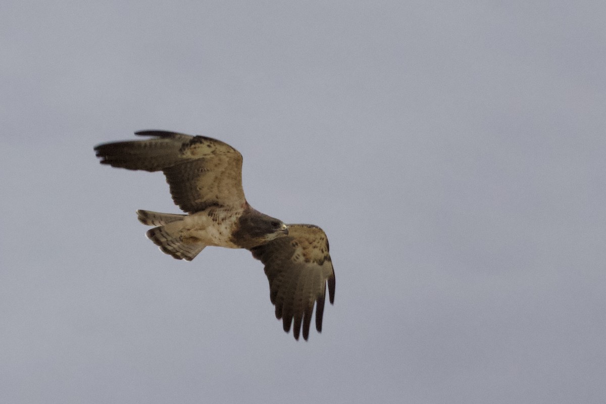 Swainson's Hawk - ML610572157