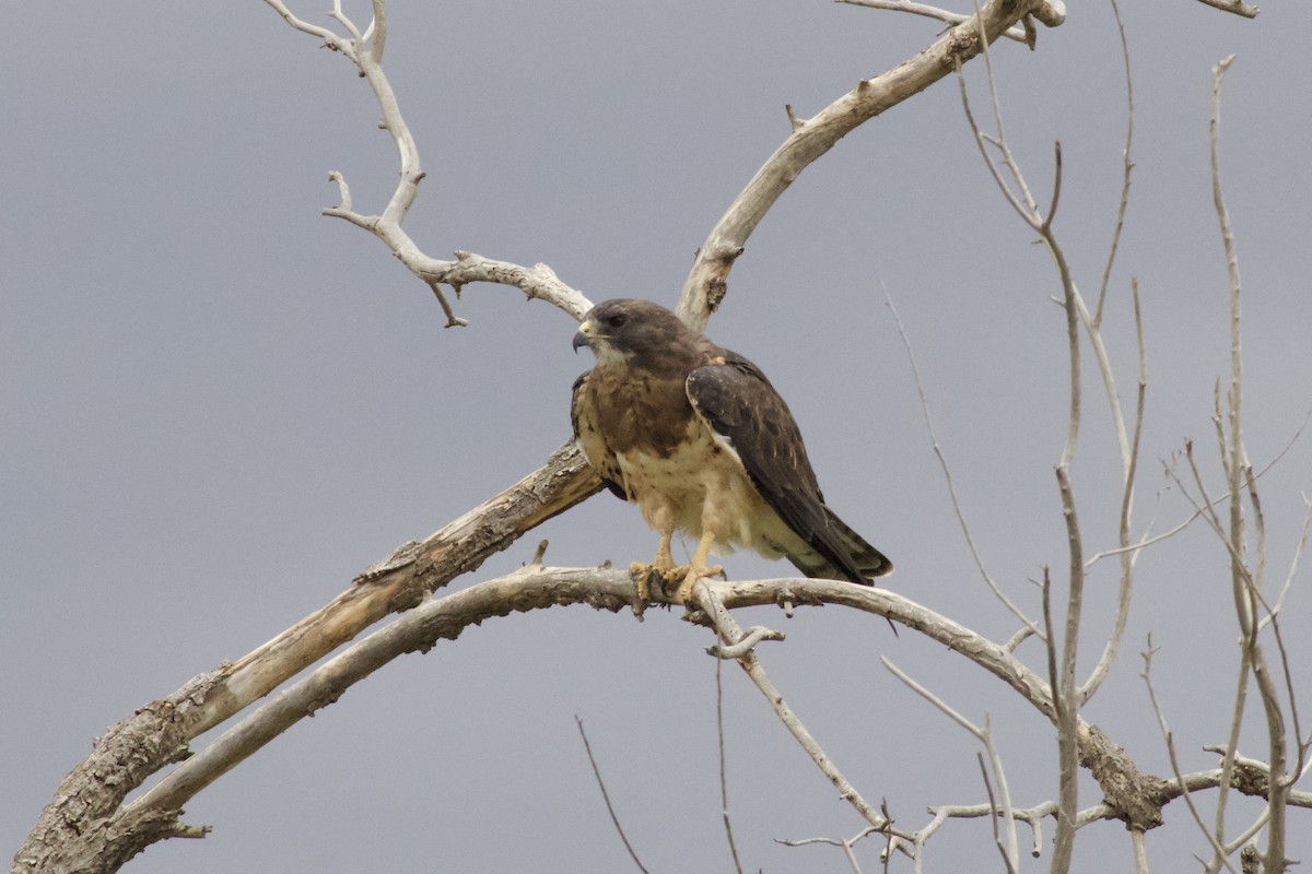 Swainson's Hawk - ML610572158