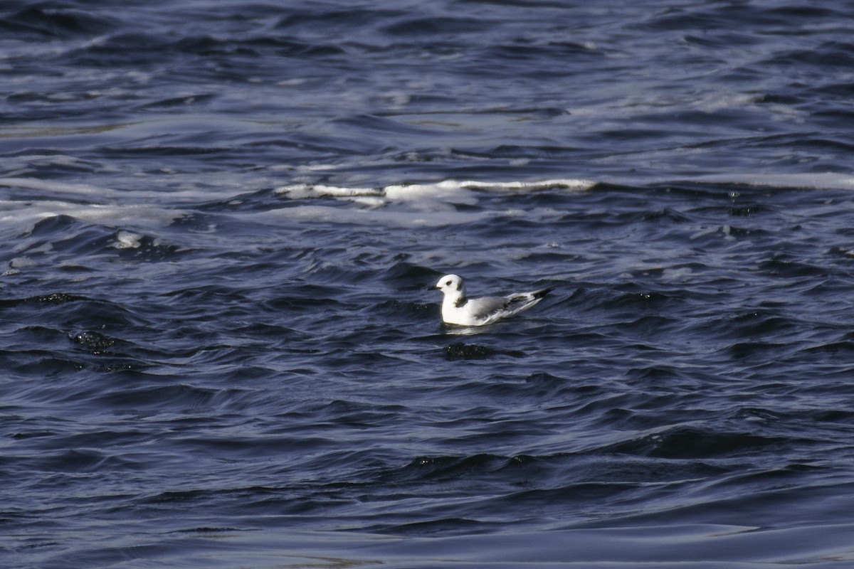 Mouette tridactyle - ML610572258
