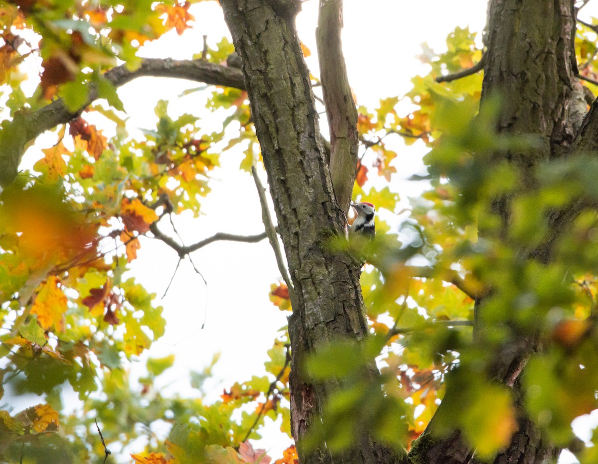 Middle Spotted Woodpecker - ML610572356