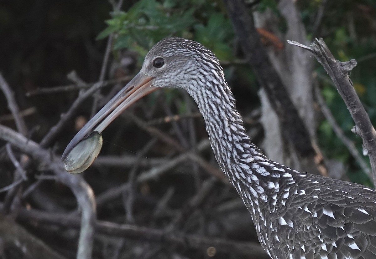 Limpkin - ML610572383