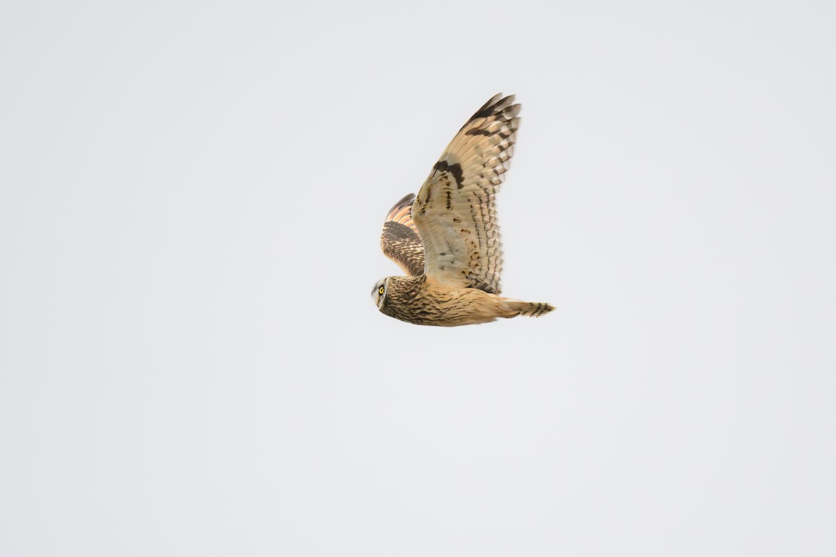 Short-eared Owl - John Kuenzli