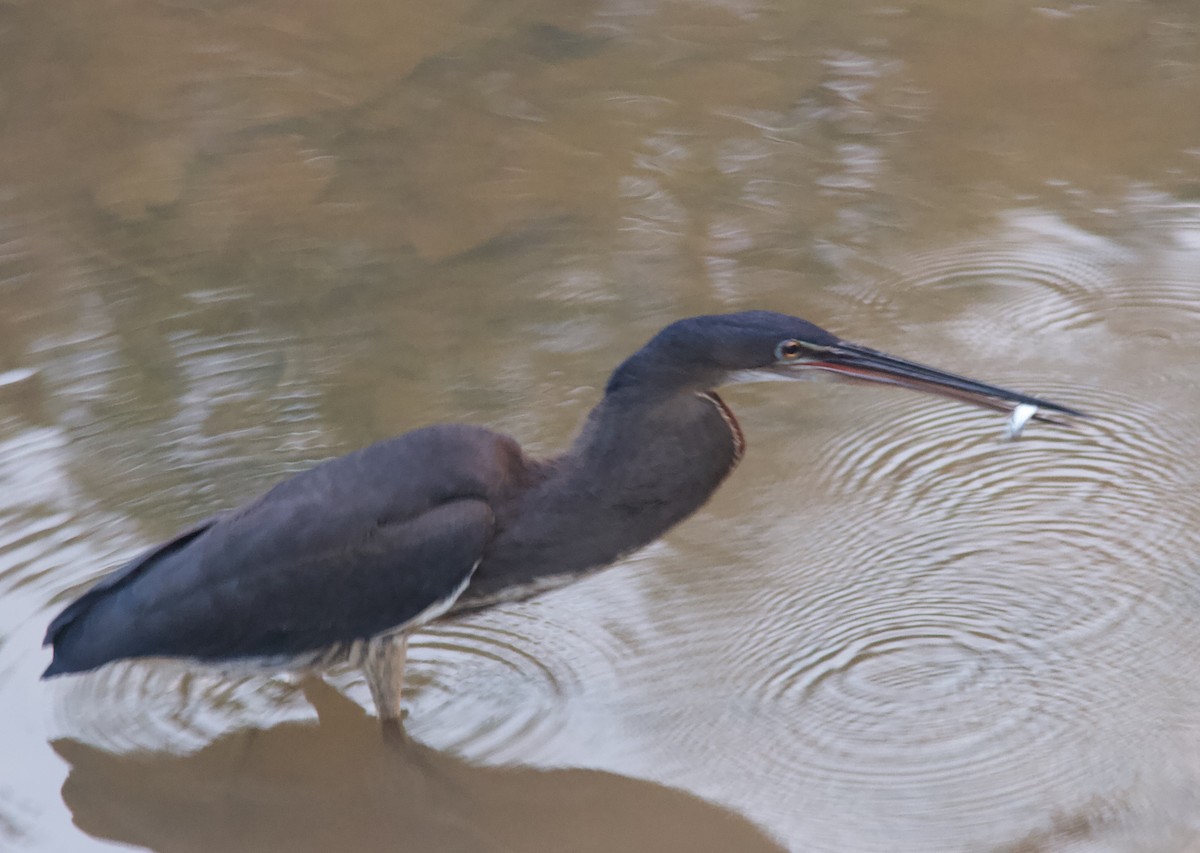 Agami Heron - ML610572434