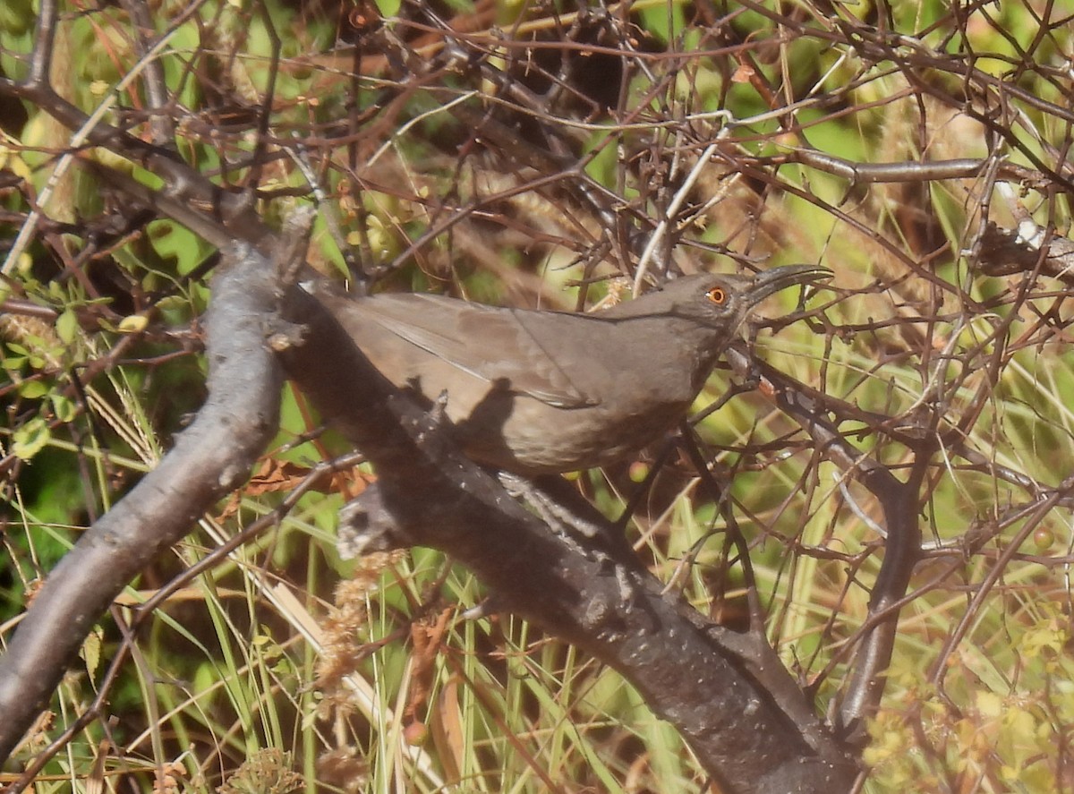 Curve-billed Thrasher - Mary Tannehill