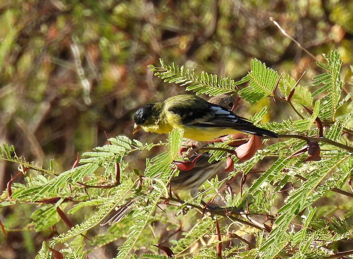 Lesser Goldfinch - Mary Tannehill