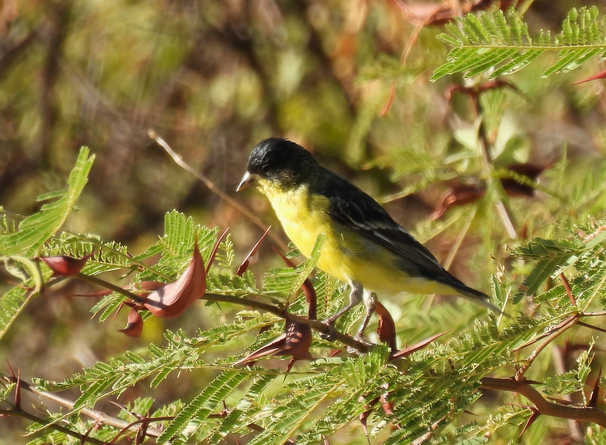 Lesser Goldfinch - Mary Tannehill