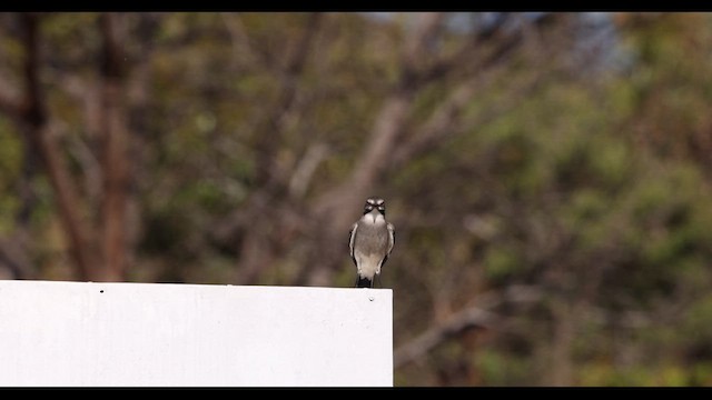 Rufous-fronted Thornbird (Rufous-fronted) - ML610572598