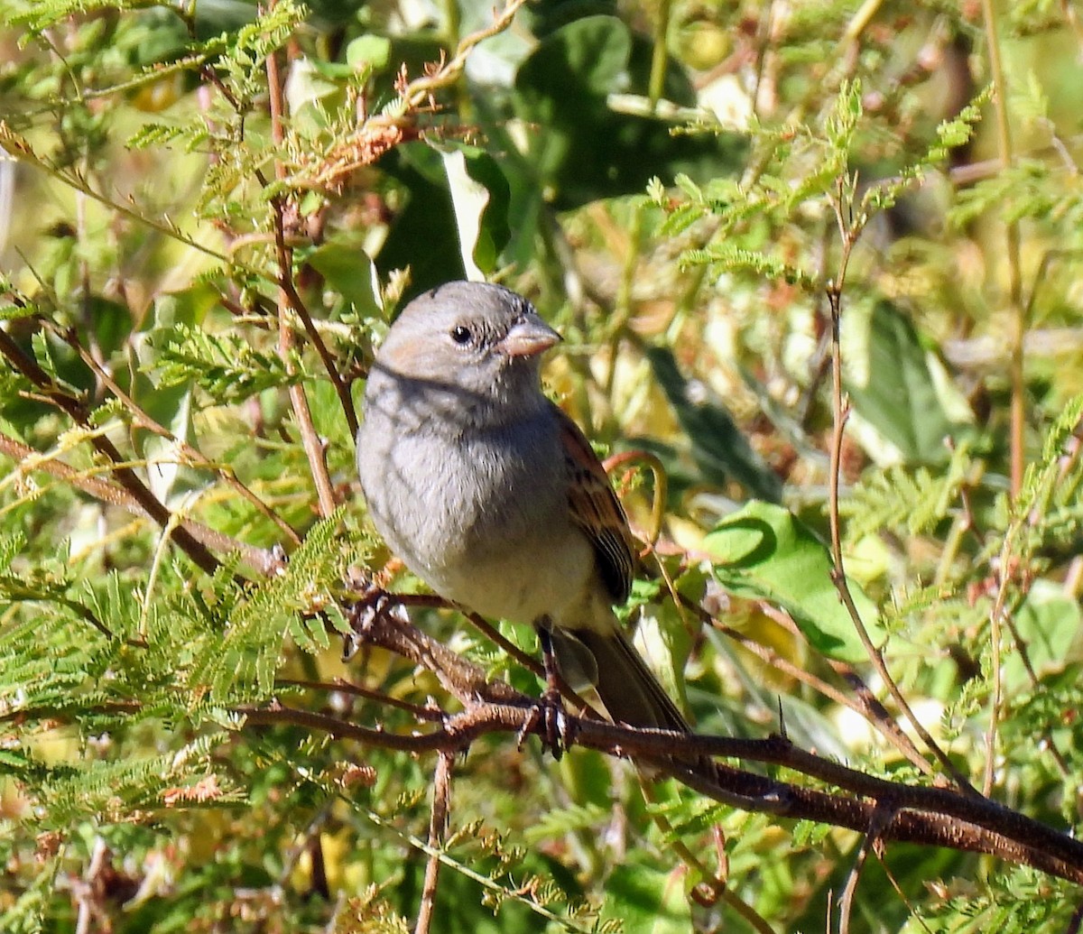 Black-chinned Sparrow - Mary Tannehill