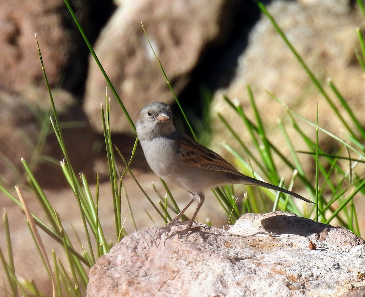 Black-chinned Sparrow - ML610572613