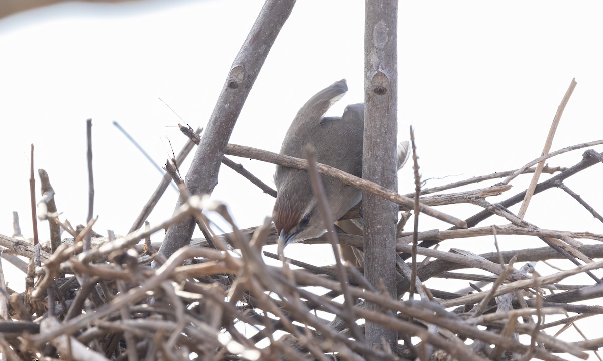 Rufous-fronted Thornbird (Rufous-fronted) - ML610572711