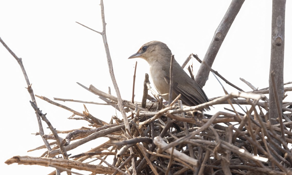 Rufous-fronted Thornbird (Rufous-fronted) - ML610572712