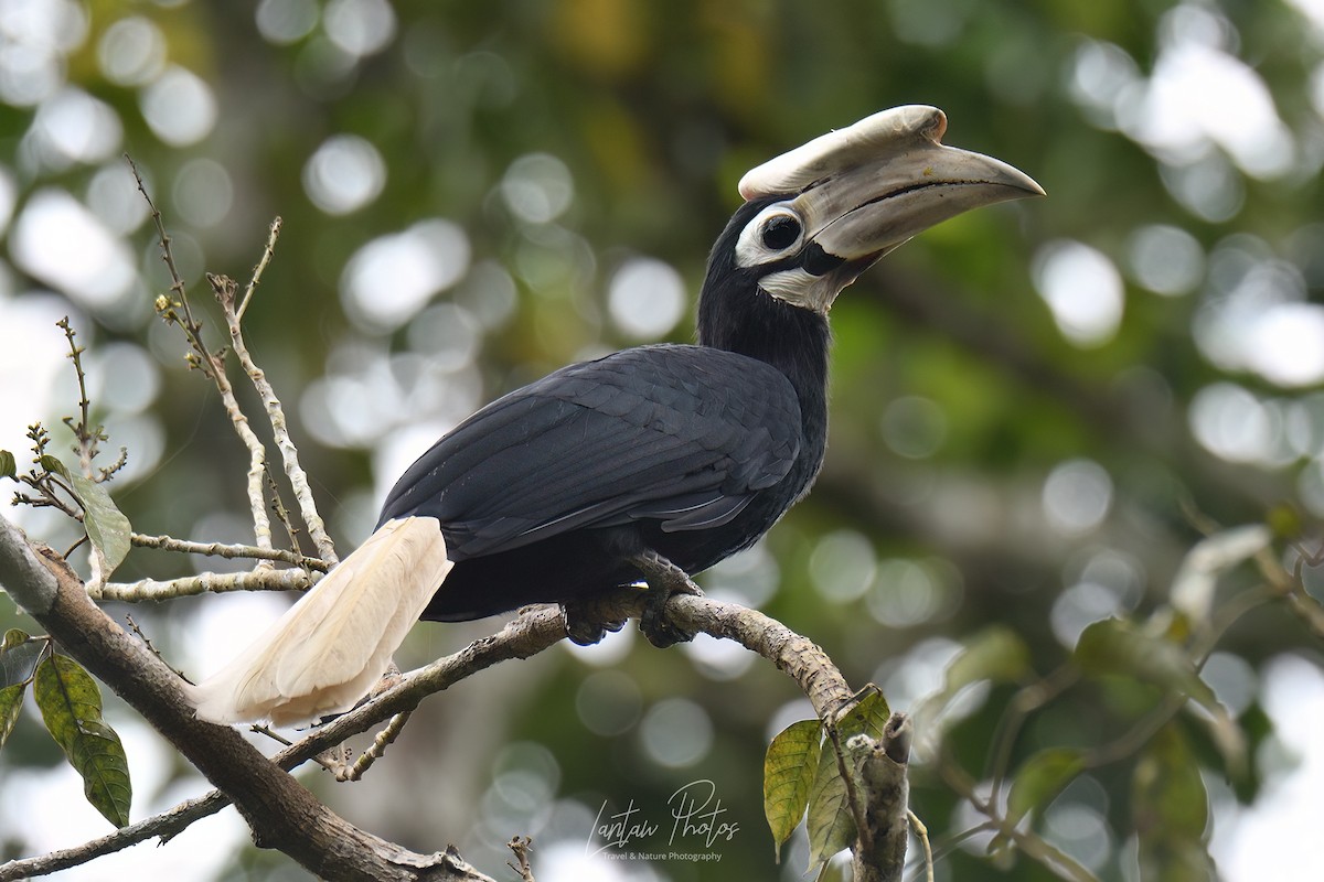 Palawan Hornbill - ML610572726
