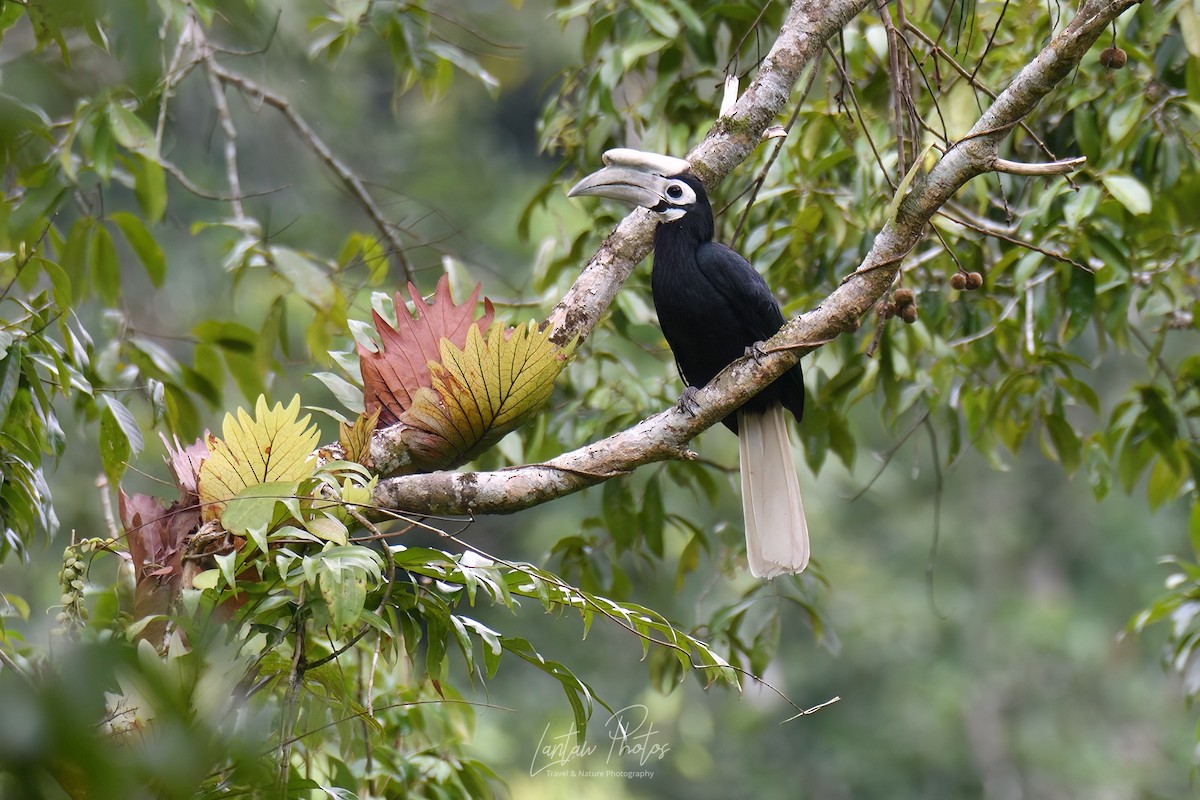 Palawan Hornbill - ML610572728