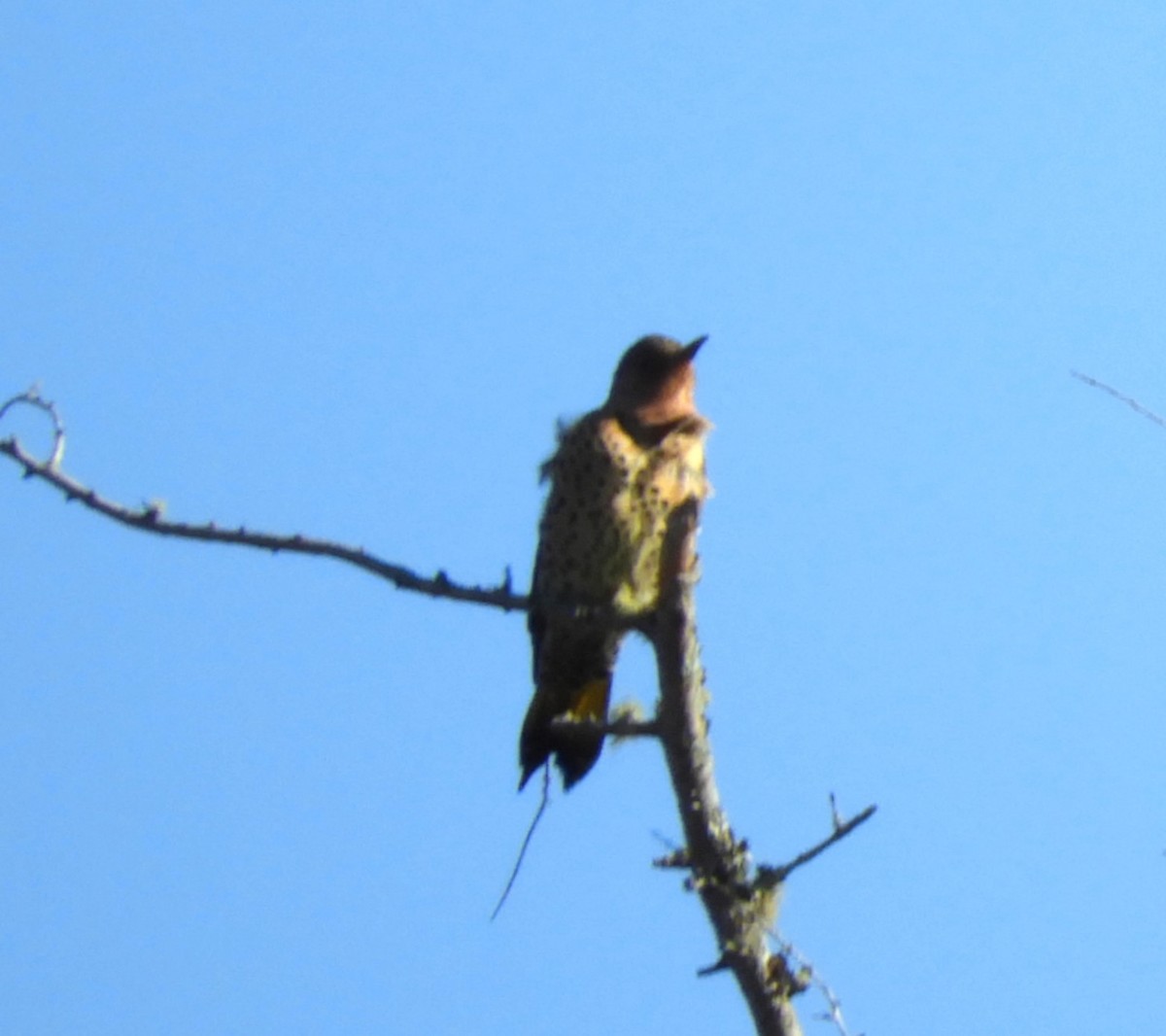 Northern Flicker - Kathleen Spicer