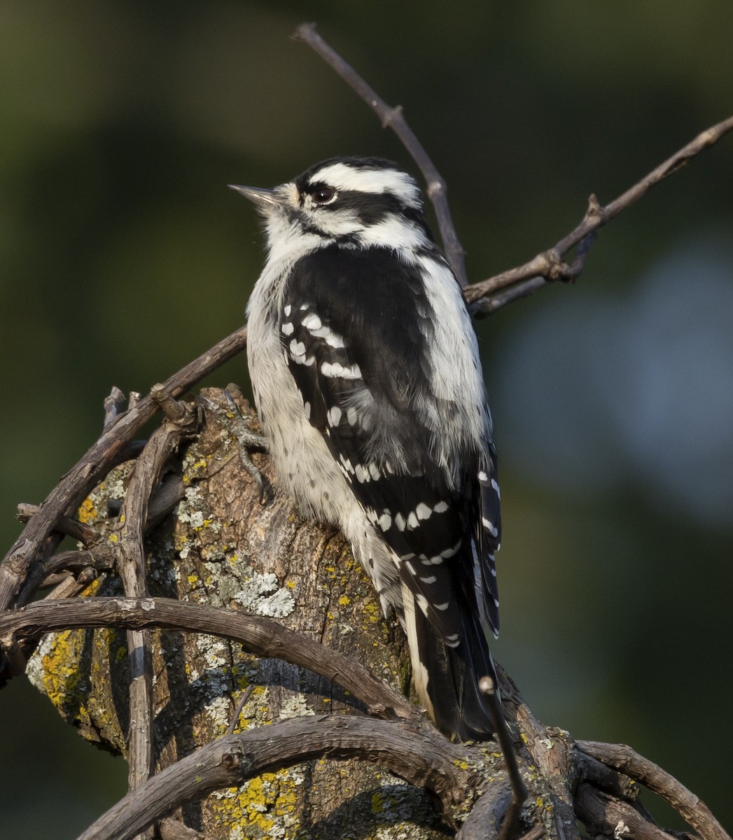 Downy Woodpecker - ML610572736