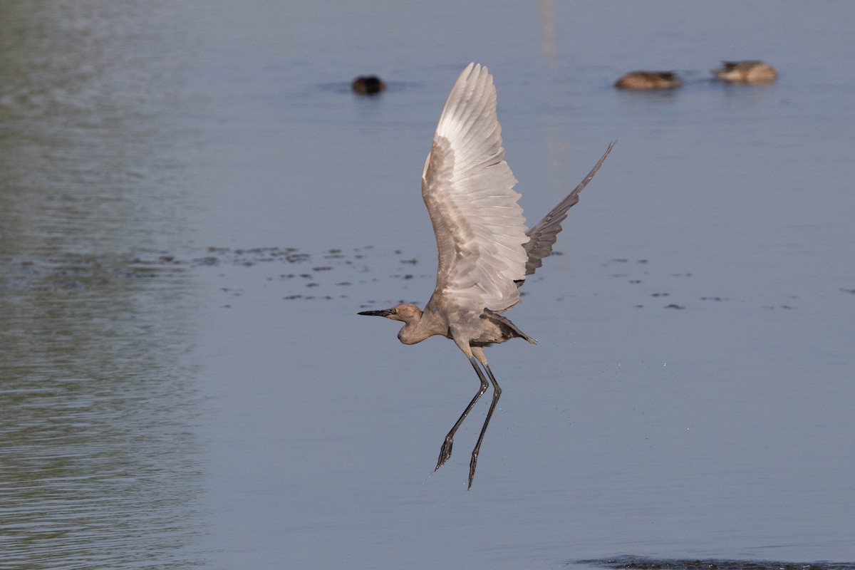 Reddish Egret - ML610572766