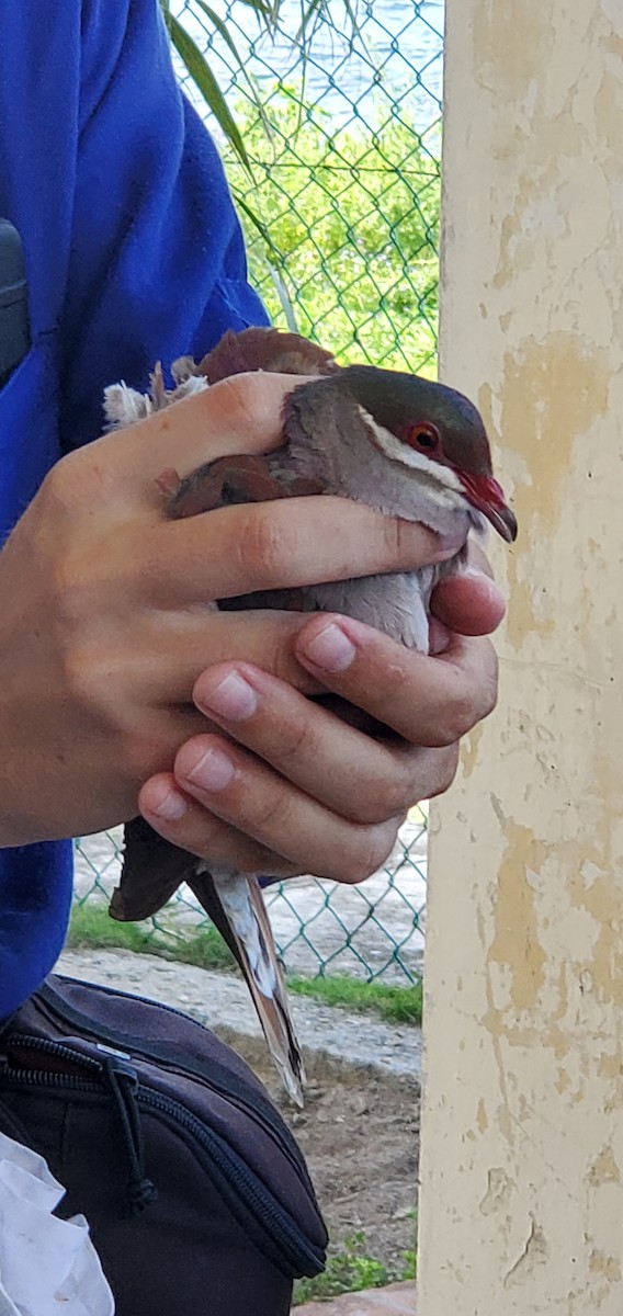 Key West Quail-Dove - ML610572848