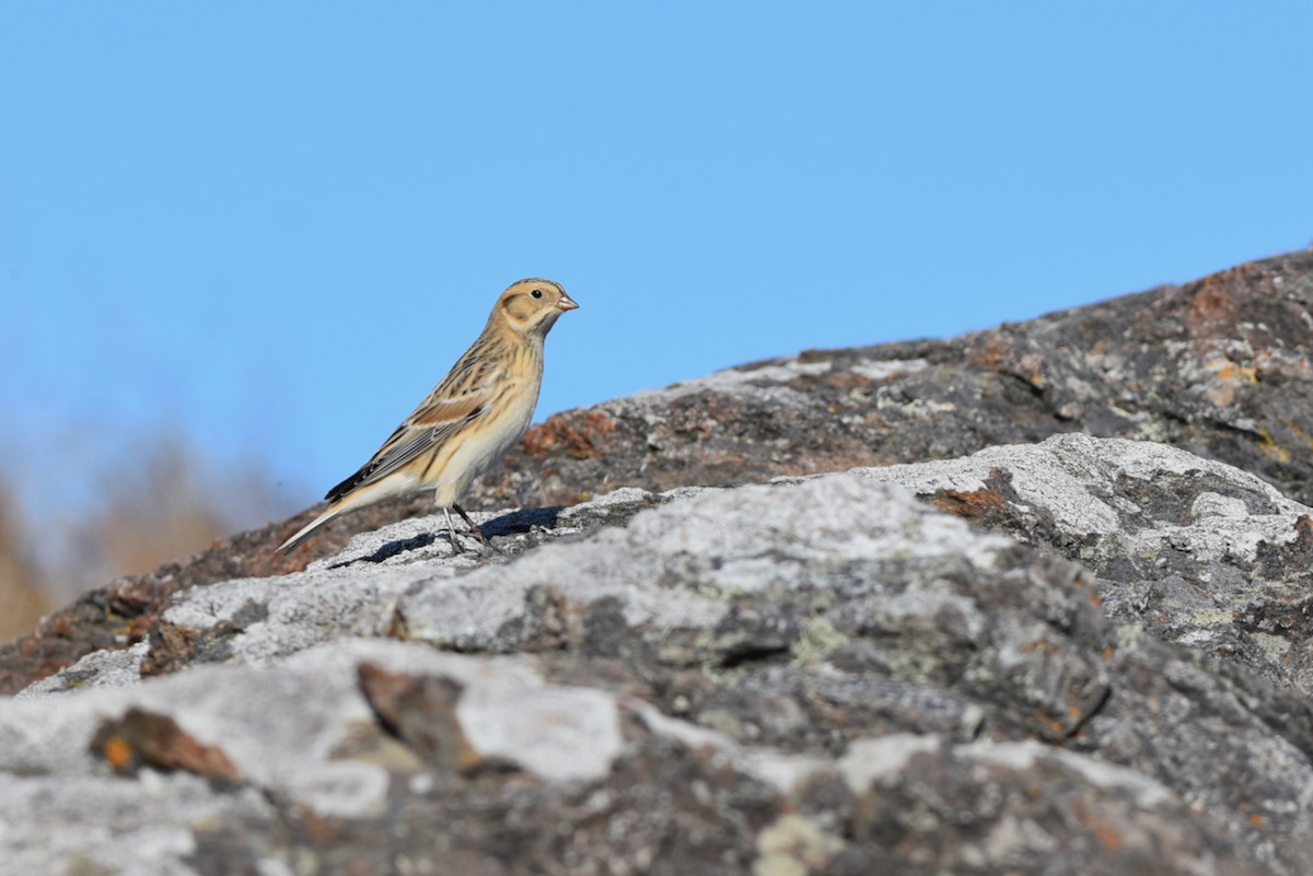 Lapland Longspur - Monika Wieland Shields