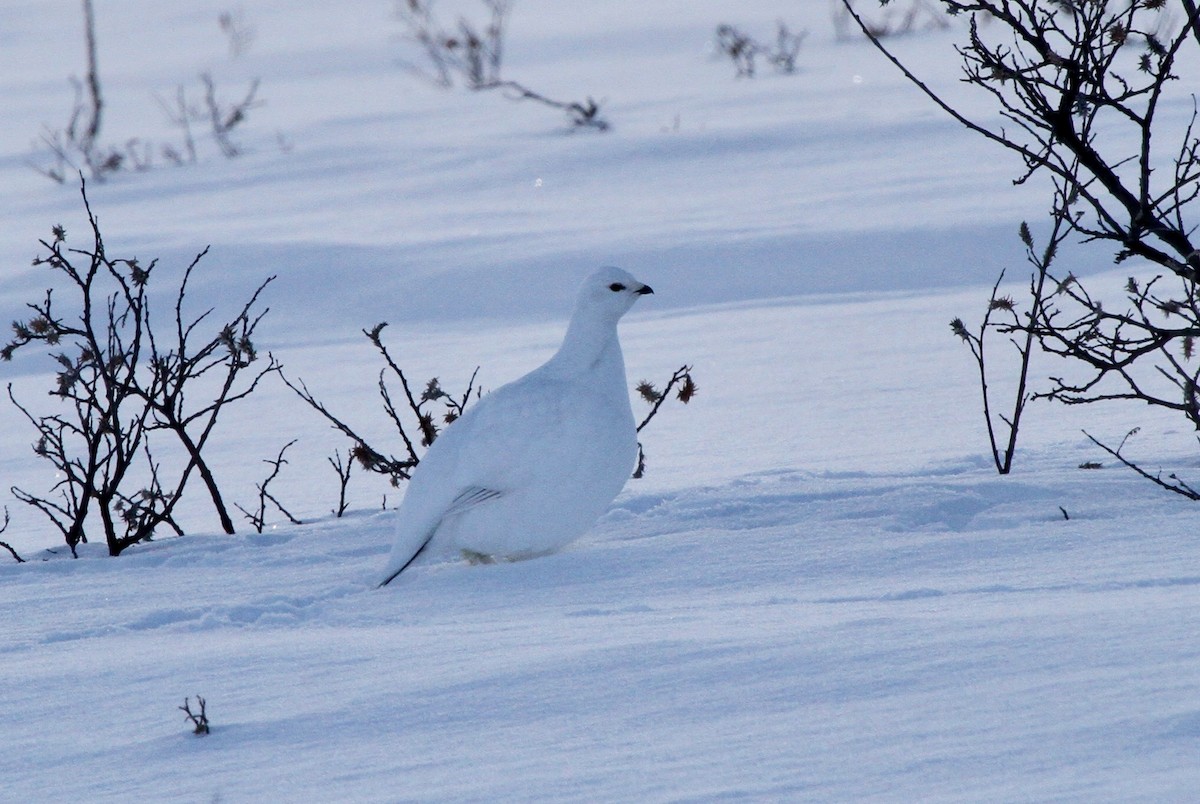 Alpenschneehuhn - ML610572919