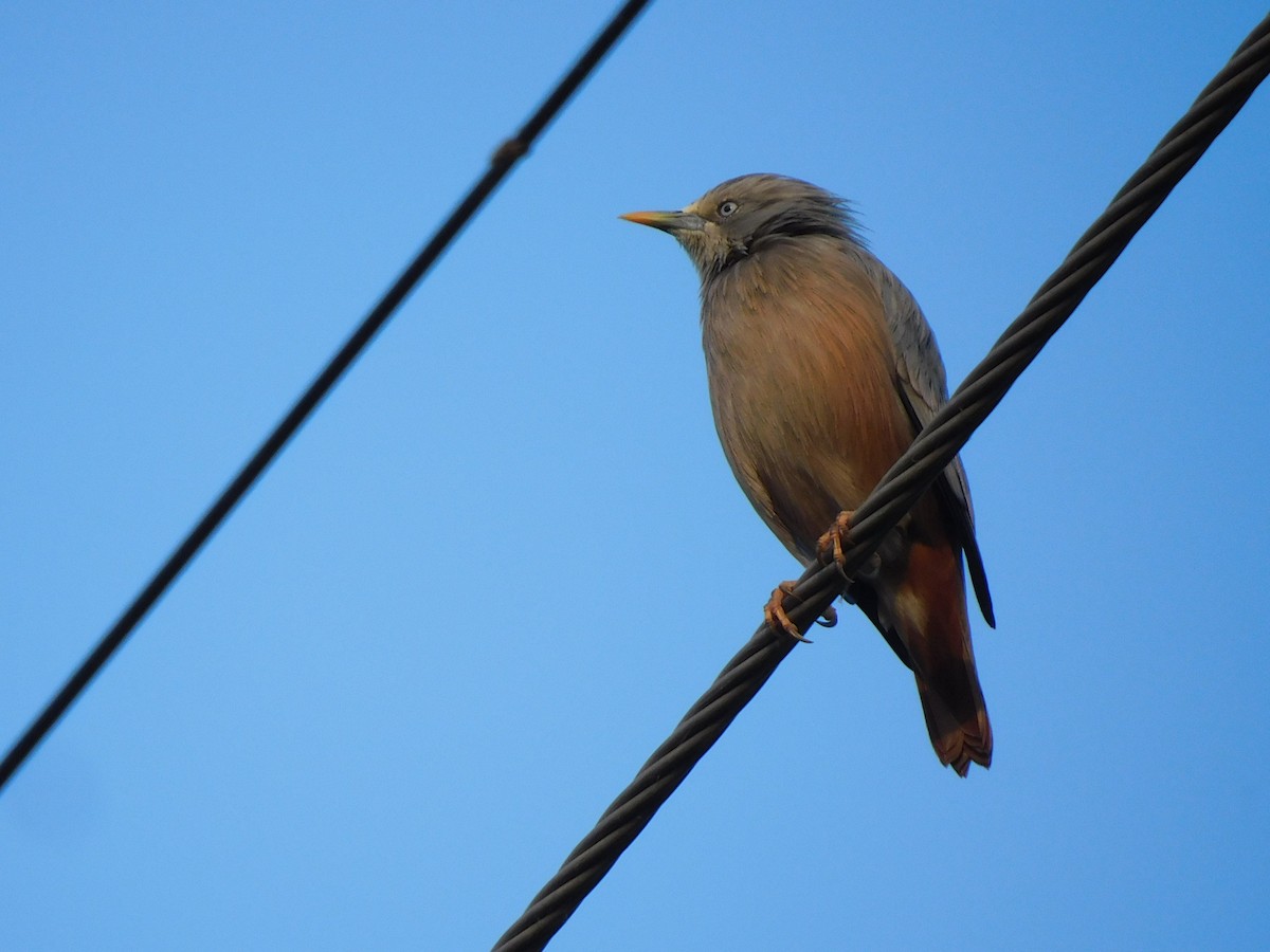 Chestnut-tailed Starling - ML610572949