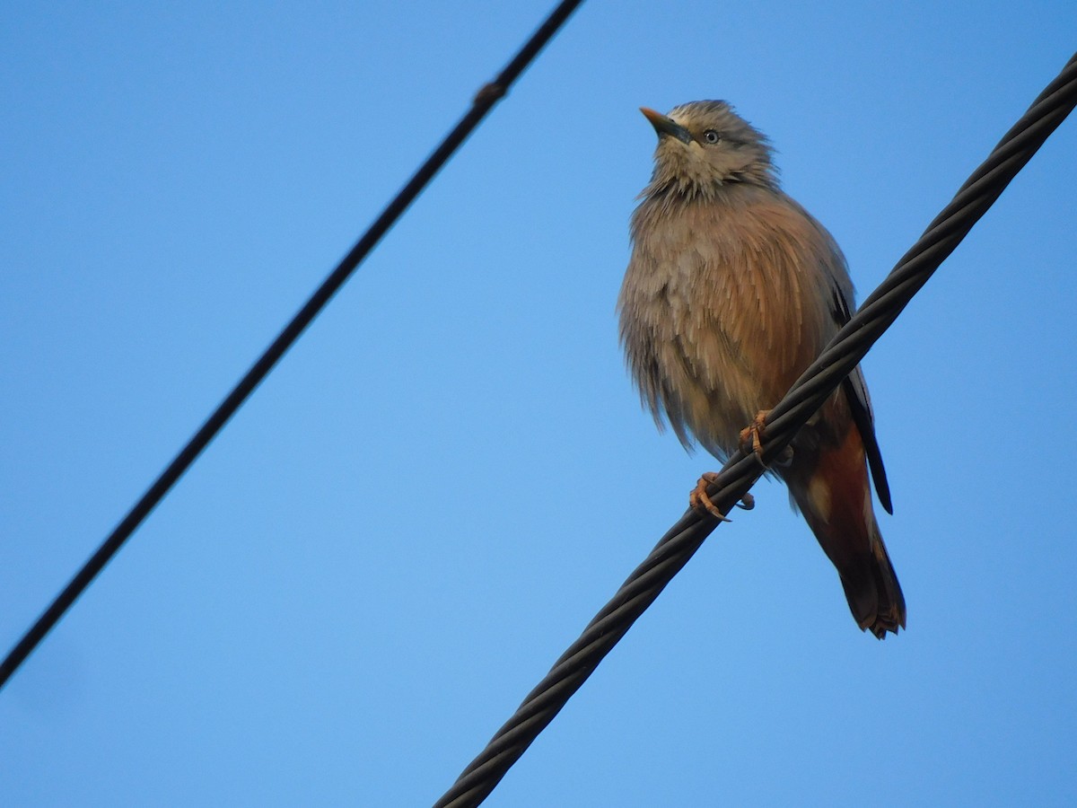Chestnut-tailed Starling - ML610572950