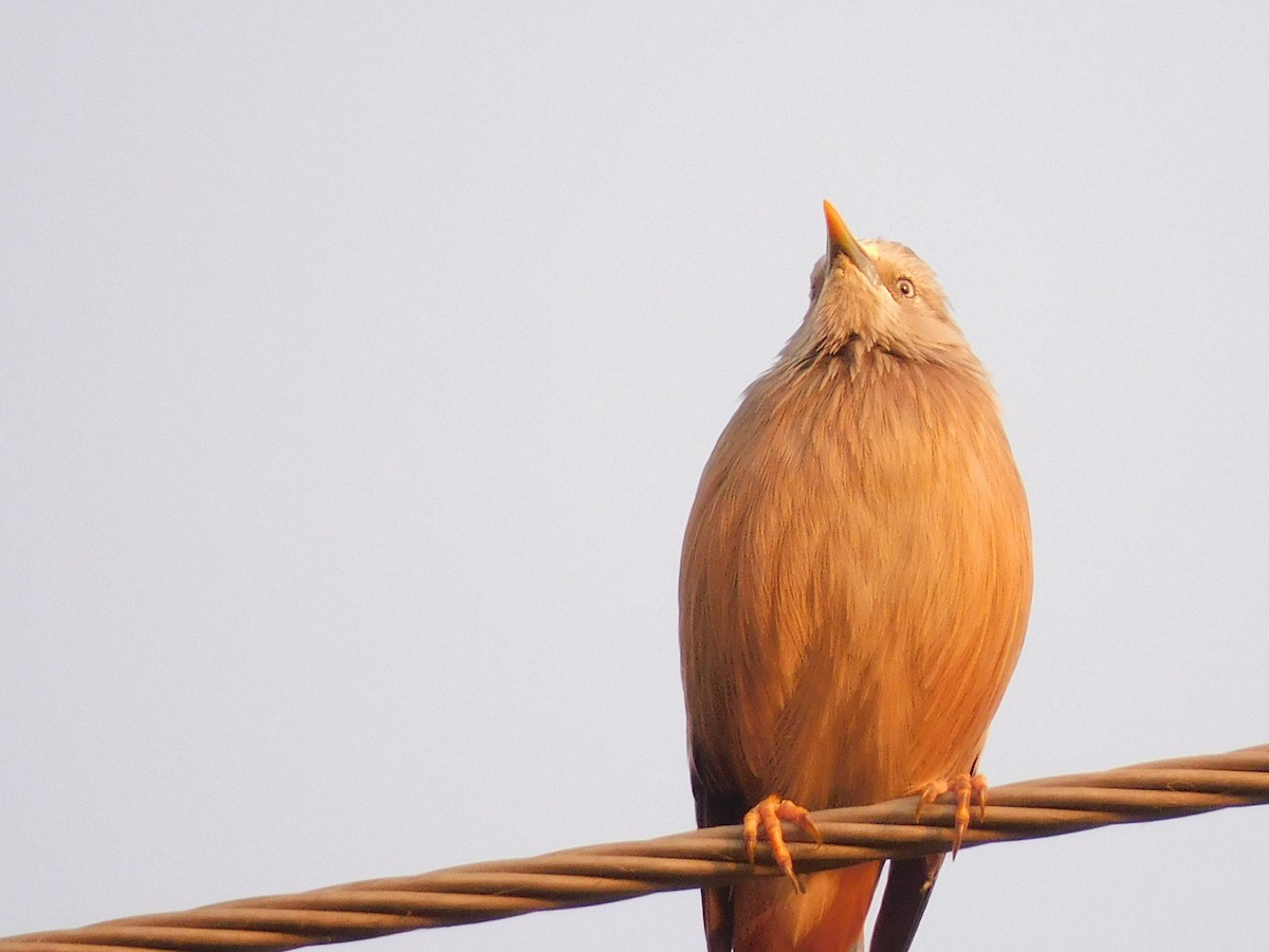 Chestnut-tailed Starling - ML610572955