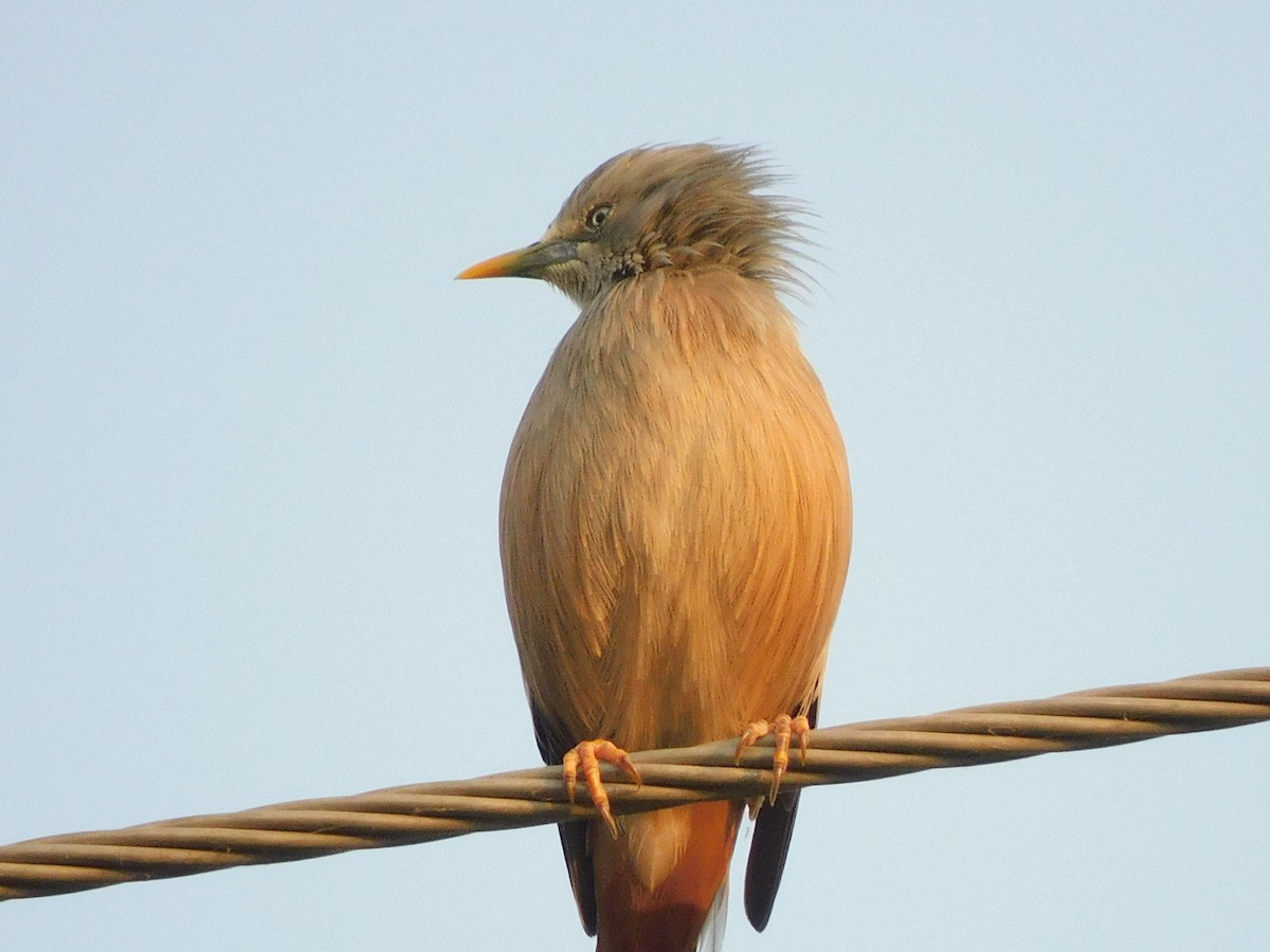 Chestnut-tailed Starling - ML610572956