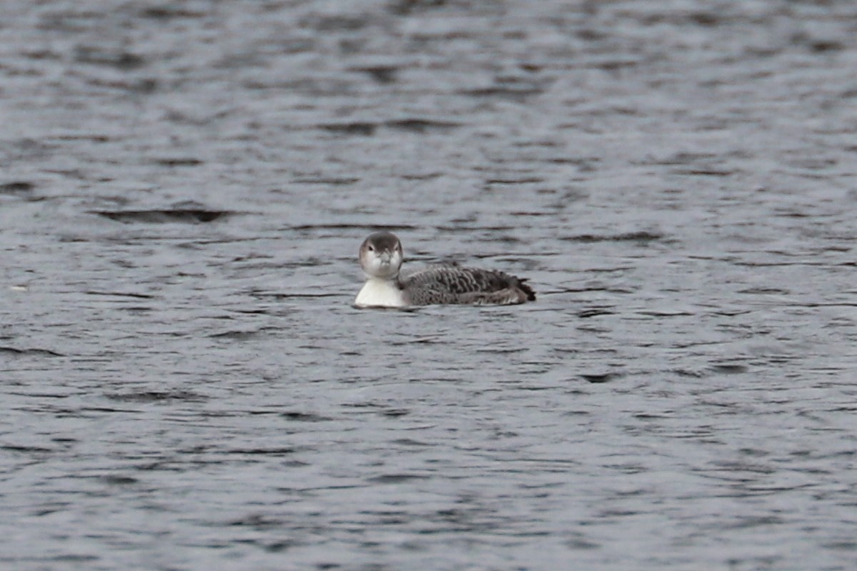 Plongeon huard - ML610572970