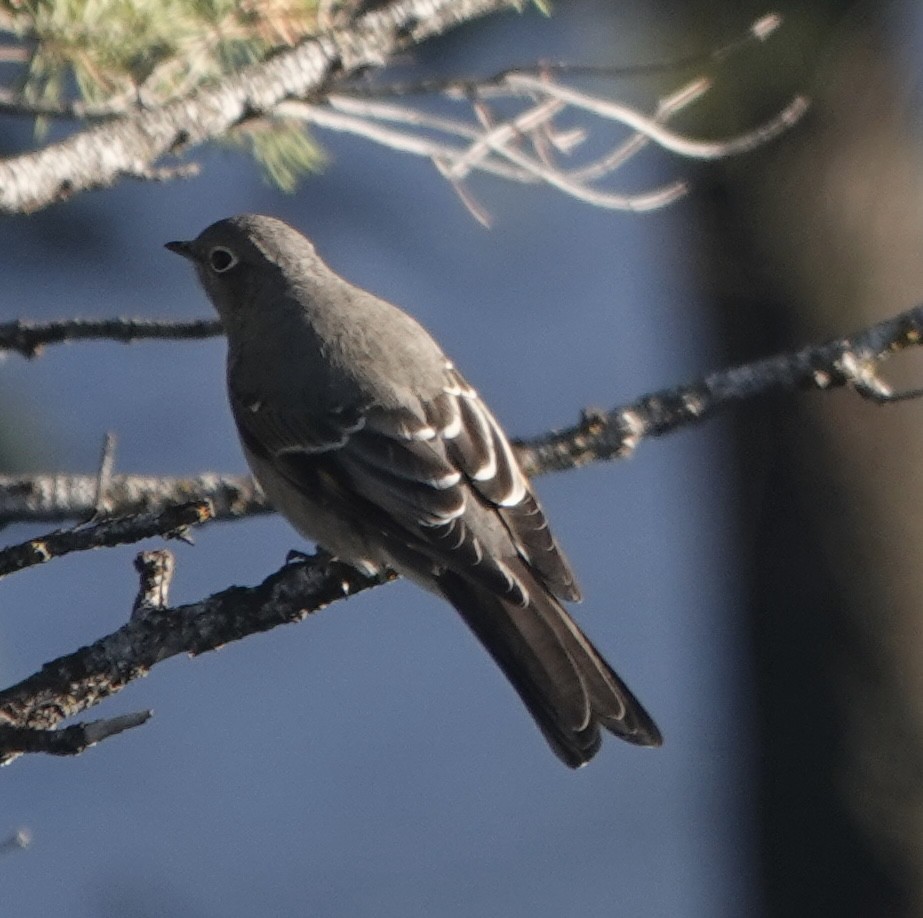 Townsend's Solitaire - ML610572991