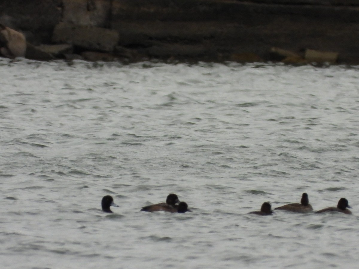 Greater Scaup - ML610573041
