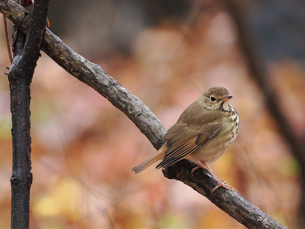 Hermit Thrush - ML610573078