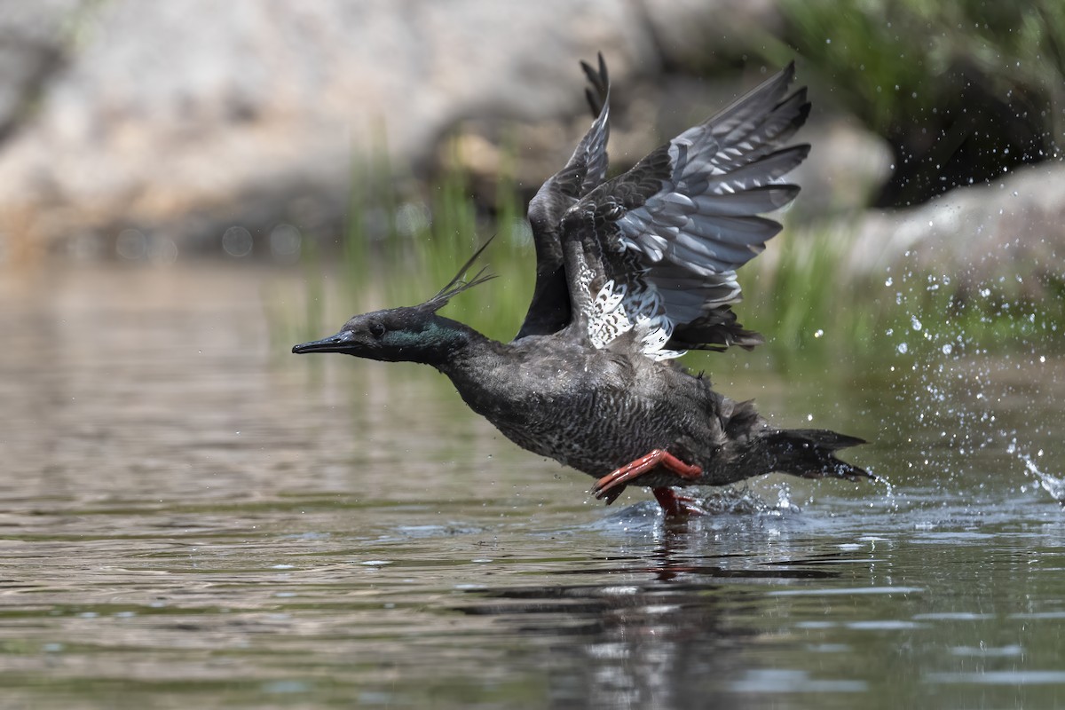 Brazilian Merganser - ML610573086