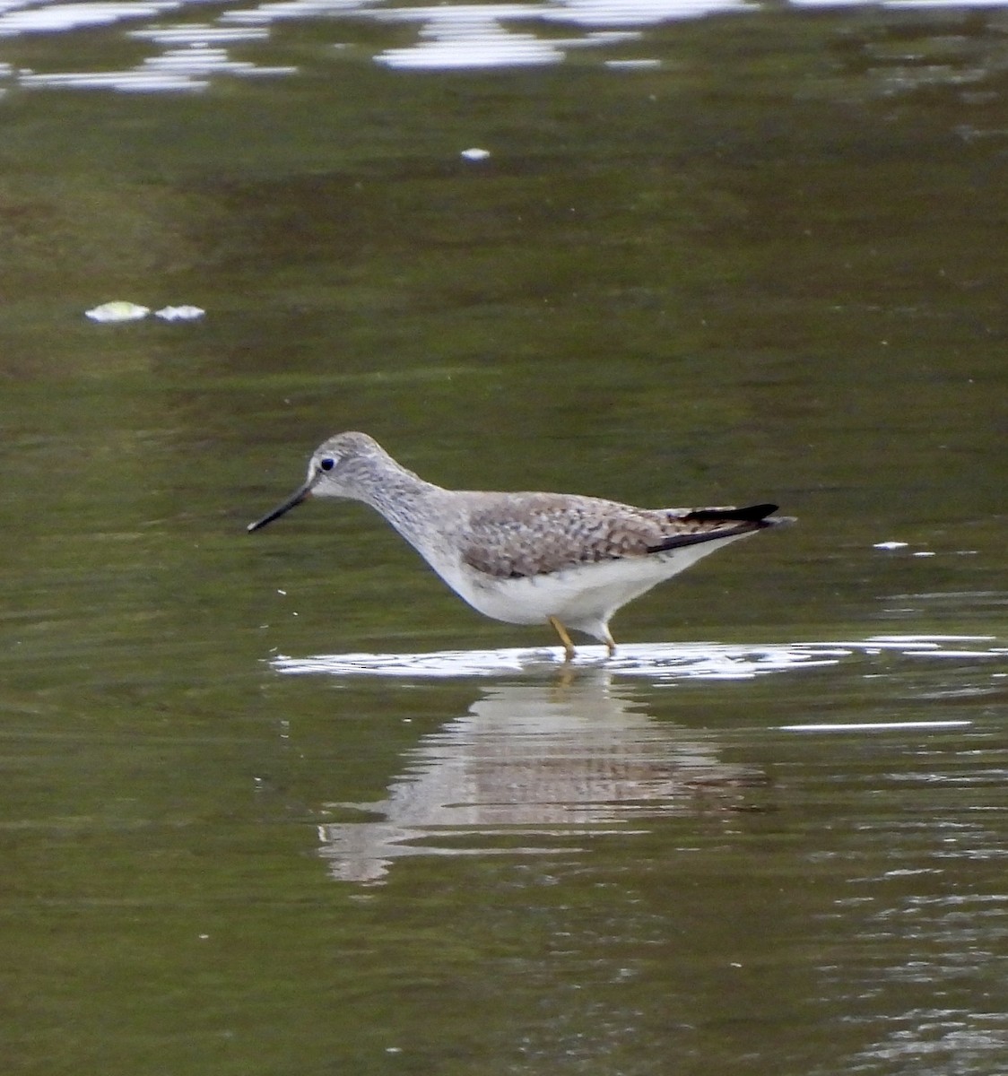 Lesser Yellowlegs - ML610573170