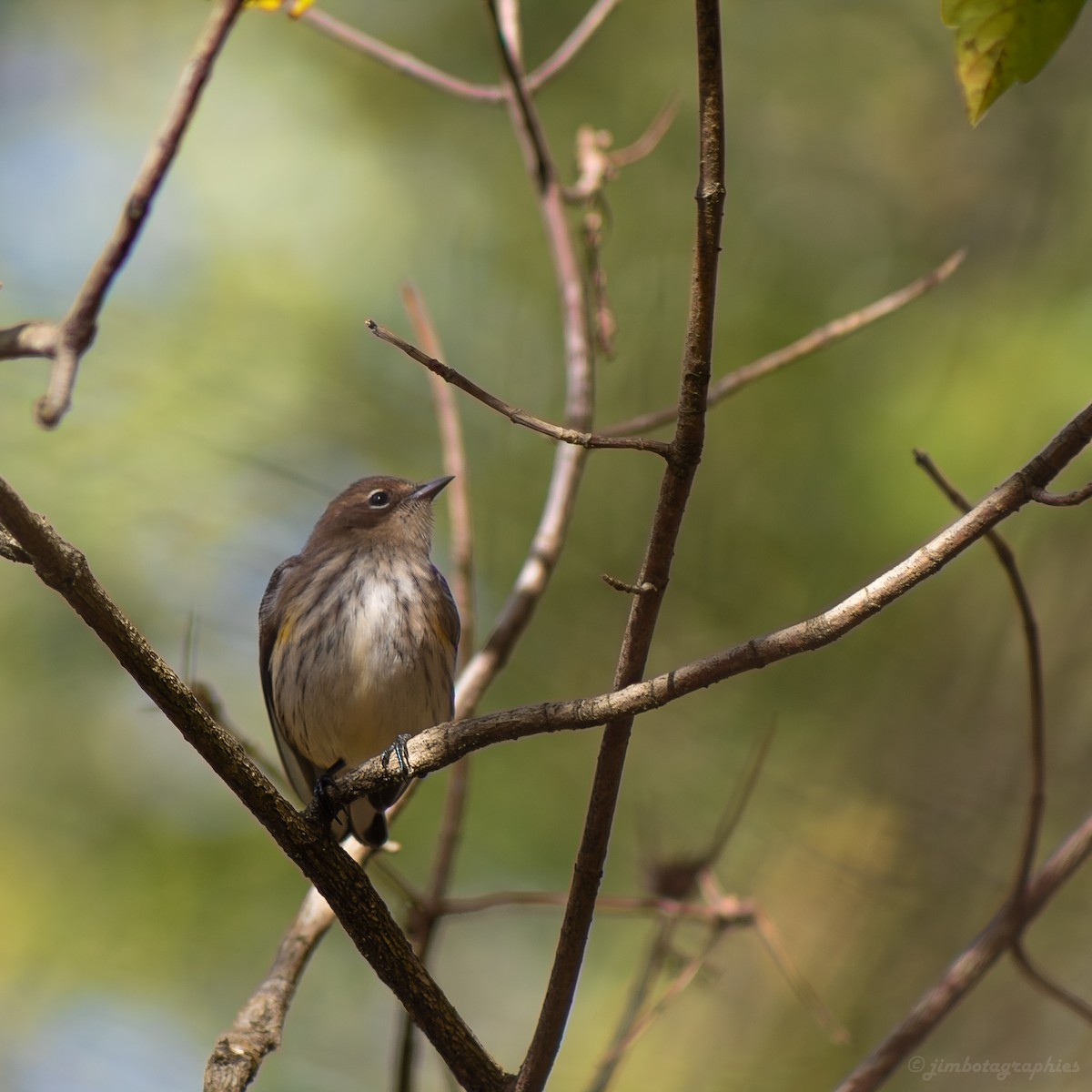 Yellow-rumped Warbler - ML610573178