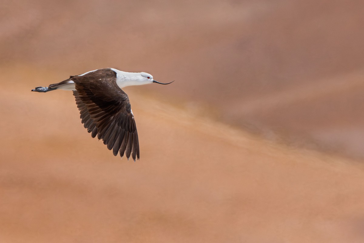 Andean Avocet - ML610573204