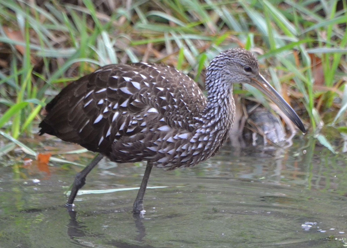 Limpkin - Scott Latimer