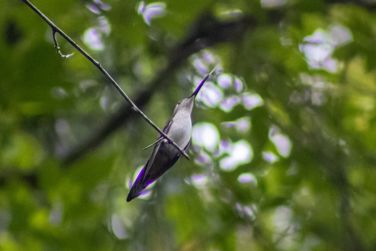 Wedge-tailed Sabrewing - ML610573488