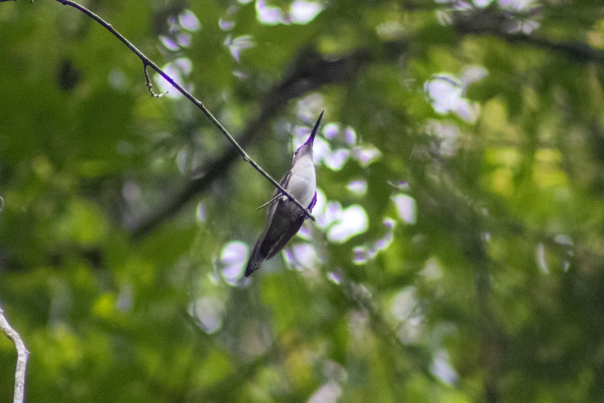 kolibřík klínoocasý - ML610573490