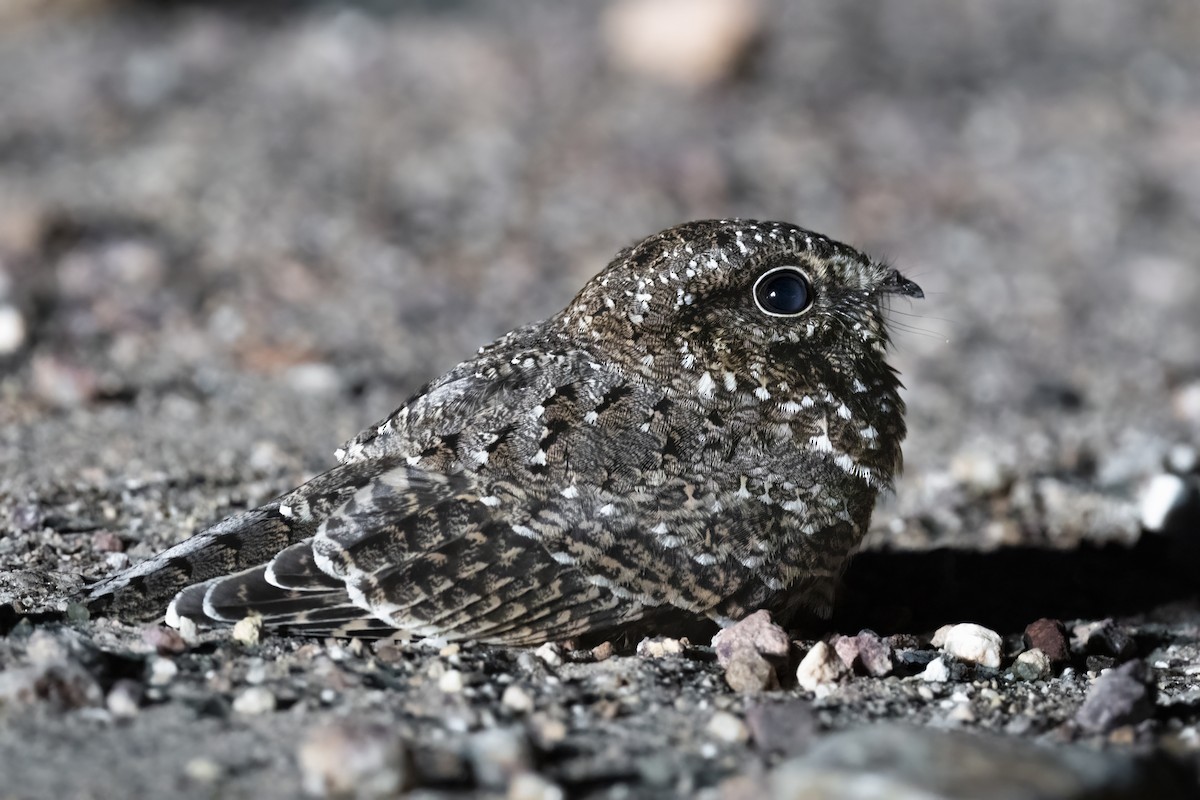 Sickle-winged Nightjar - ML610573497