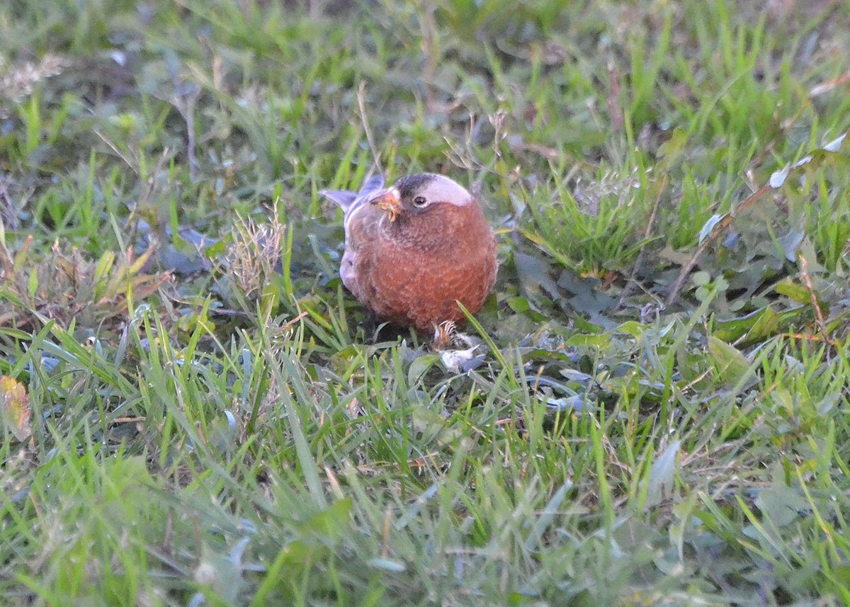 Gray-crowned Rosy-Finch - Scott Latimer